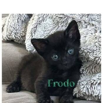 FRODO -  Domestic Short Hair Cat for Adoption in Auburn, California - FRODO | PetCurious