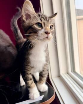 Bucklebury -  Domestic Short Hair Cat for Adoption in Calgary, Alberta - Bucklebury | PetCurious