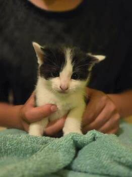 Bishop -  Domestic Short Hair Cat for Adoption in Cloquet, Minnesota - Bishop | PetCurious