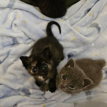 Domestic Short Hair Cats Available for Adoption in Little Rock, Arkansas - Aurora 26-034 | PetCurious