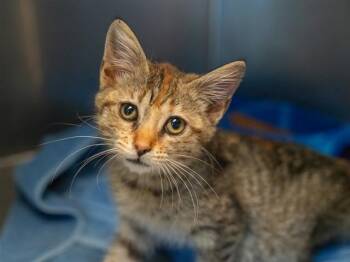 ODETTE -  Domestic Short Hair Cat for Adoption in Martinez, California - ODETTE | PetCurious