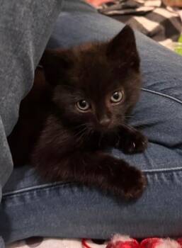 Rescue Domestic Short Hair Cats for Adoption in Philadelphia, Pennsylvania - Eldridge | PetCurious