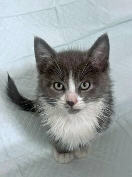 Rescue Domestic Short Hair Cats for Adoption in Morgantown, West Virginia - Acadia | PetCurious