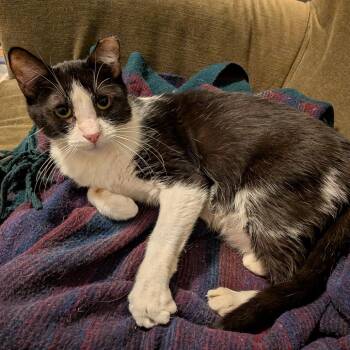 Domestic Short Hair Cats Available for Adoption - Angelita | PetCurious