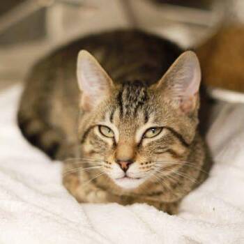 Kawasaki -  Domestic Short Hair Cat for Adoption in Atlanta, Georgia - Kawasaki | PetCurious