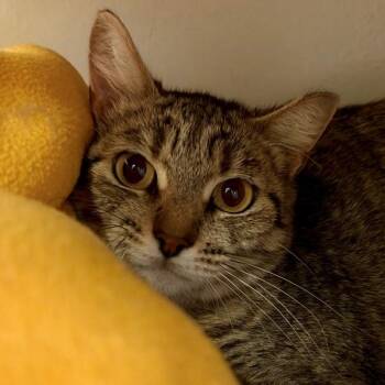Visor -  Domestic Short Hair Cat for Adoption in Walnut Creek, California - Visor | PetCurious
