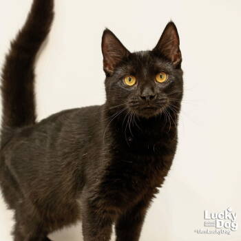 Rescue Domestic Short Hair Cats for Adoption in Washington, District Of Columbia - Weslyn | PetCurious