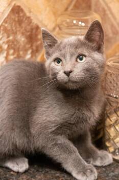 Rescue Domestic Short Hair Cats for Adoption in Philadelphia, Pennsylvania - Elphaba + Fiyero | PetCurious