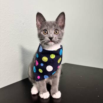 RALLY CAT - READY FOR THE NEXT ADVENTURE -  Domestic Short Hair Cat for Adoption in Plano, Texas - RALLY CAT - READY FOR THE NEXT ADVENTURE | PetCurious