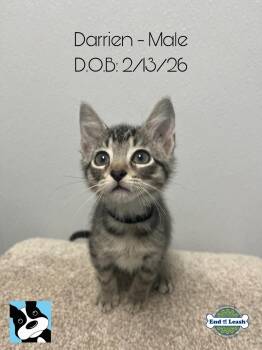 Domestic Short Hair Cats Available for Adoption in Muskego, Wisconsin - Darren - Playful And Affectionate Kitten | PetCurious