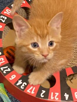 Canelle -  Tabby and Domestic Short Hair Cat for Adoption in Kenosha, Wisconsin - Canelle | PetCurious
