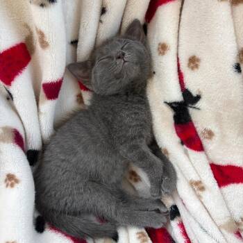 Squeak -  Domestic Short Hair Cat for Adoption in Mocksville, North Carolina - Squeak | PetCurious