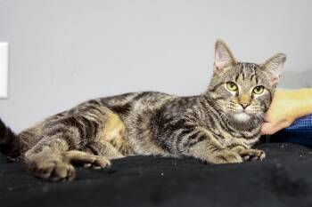 Rescue Domestic Short Hair Cats for Adoption in Loogootee, Indiana - Blip | PetCurious