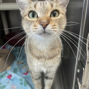 Rescue Domestic Short Hair Cats for Adoption in Benton Harbor, Michigan - Libby | PetCurious