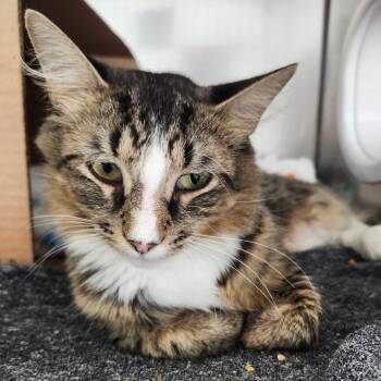 Momma Bear -  Domestic Medium Hair Cat for Adoption in Ballston Spa, New York - Momma Bear | PetCurious
