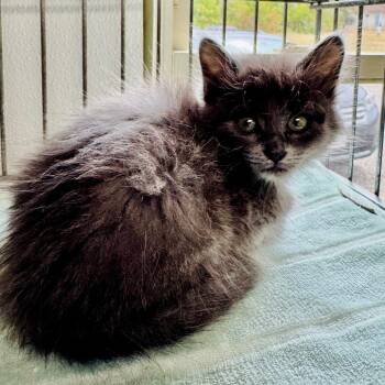 Frilly -  Domestic Long Hair Cat for Adoption in Lebanon, Missouri - Frilly | PetCurious