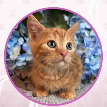 Jabberwock -  Domestic Short Hair Cat for Adoption in Toms River, New Jersey - Jabberwock | PetCurious