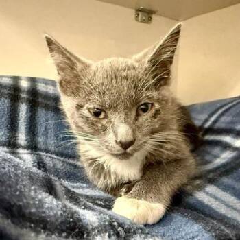 Finley -  Domestic Short Hair Cat for Adoption in Redwood City, California - Finley | PetCurious