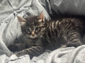Tabby and Domestic Short Hair Cats Available for Adoption in Dallas, Texas - Monte | PetCurious