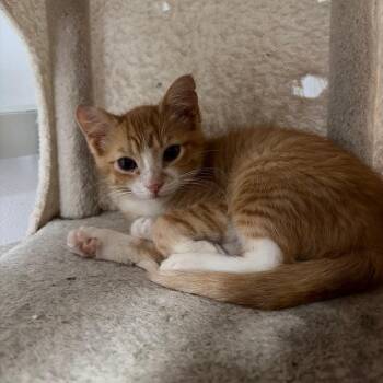 Linny -  Domestic Short Hair Cat for Adoption in West Point, Mississippi - Linny | PetCurious
