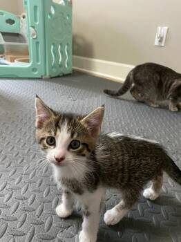 Domestic Short Hair Cats Available for Adoption in Hamilton, Ohio - Zoomies | PetCurious