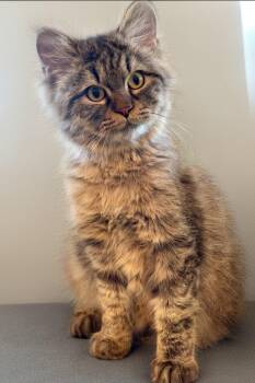 Hanzel -  Siberian Cat for Adoption in Snow Hill, Maryland - Hanzel | PetCurious