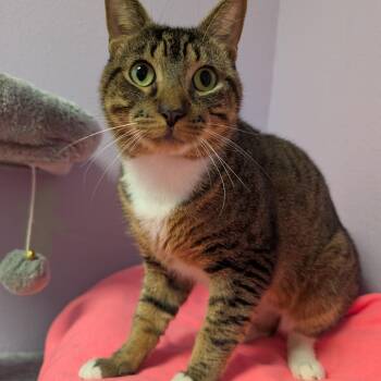 Mr. Biggs -  Domestic Short Hair Cat for Adoption in Titusville, Florida - Mr. Biggs | PetCurious