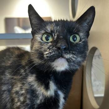 Rescue Domestic Short Hair Cats for Adoption in Oakland, California - Eleanor | PetCurious