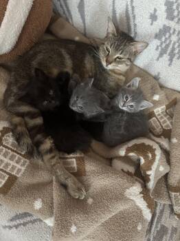 Domestic Short Hair Cats Available for Adoption - Mix And Match | PetCurious