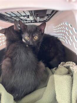 Domestic Short Hair Cats Available for Adoption in Palmetto, Florida - A136689 | PetCurious