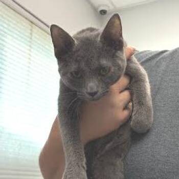 Wendy -  Domestic Short Hair Cat for Adoption in Jeffersonville, Indiana - Wendy | PetCurious