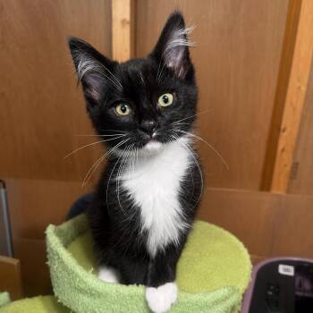 Robin -  Domestic Long Hair Cat for Adoption in Pontiac, Michigan - Robin | PetCurious
