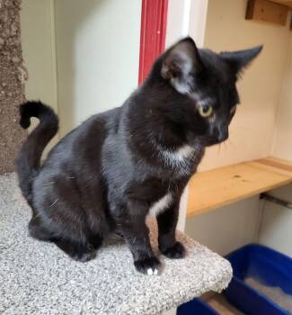 Rescue Domestic Short Hair Cats for Adoption in Lodi, California - Jax | PetCurious