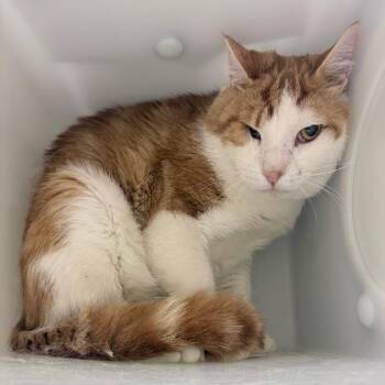 Jinjin -  Domestic Short Hair Cat for Adoption in Reno, Nevada - Jinjin | PetCurious
