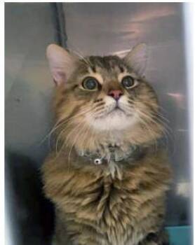 Cheeks -  Domestic Long Hair and Domestic Short Hair Cat for Adoption in Fishers, Indiana - Cheeks | PetCurious