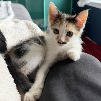 Charlie -  Domestic Short Hair Cat for Adoption in Candler, North Carolina - Charlie | PetCurious