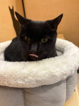 Domestic Short Hair Cats Available for Adoption - Maxine | PetCurious