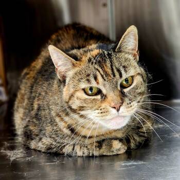 Rescue Domestic Short Hair Cats for Adoption in Milan, Pennsylvania - Jessica | PetCurious