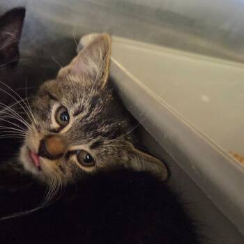 Dot -  Domestic Short Hair Cat for Adoption in Spokane, Washington - Dot | PetCurious