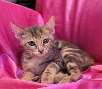 JESSY -  Domestic Short Hair Cat for Adoption in Rowland Heights, California - JESSY | PetCurious