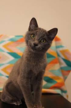 Sonny -  Domestic Short Hair Cat for Adoption in Vancouver, Washington - Sonny | PetCurious