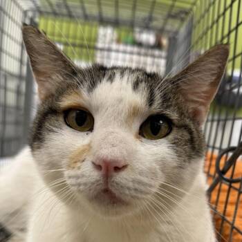 Lola -  Domestic Short Hair Cat for Adoption in Las Cruces, New Mexico - Lola | PetCurious