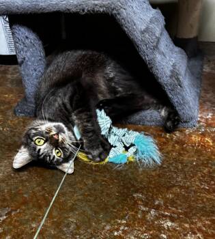 RANDALL -  Domestic Long Hair Cat for Adoption in Cullman, Alabama - RANDALL | PetCurious