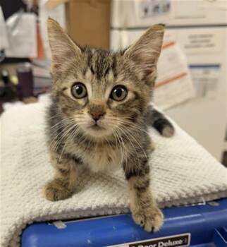 FLOWERS -  Domestic Short Hair Cat for Adoption in Aliquippa, Pennsylvania - FLOWERS | PetCurious