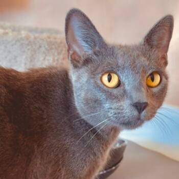 Rescue Domestic Short Hair Cats for Adoption in Los Angeles, California - Catalytic Converter | PetCurious