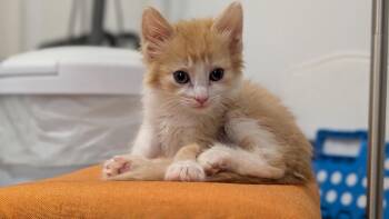 *Yellowstone -  Domestic Short Hair Cat for Adoption in Newnan, Georgia - *Yellowstone | PetCurious