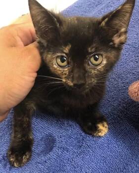 Meemaw Lasagna -  Domestic Short Hair Cat for Adoption in Emporia, Kansas - Meemaw Lasagna | PetCurious