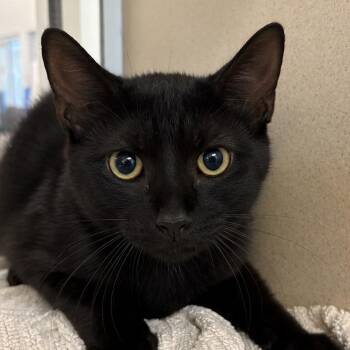 Dangnabit -  Domestic Short Hair Cat for Adoption in Gloucester, Virginia - Dangnabit | PetCurious