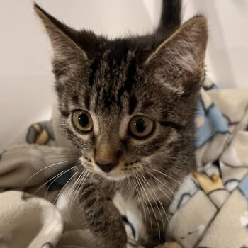 Quest -  Domestic Short Hair Cat for Adoption in Washburn, Missouri - Quest | PetCurious