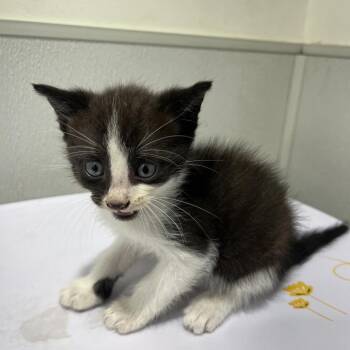 Quincy -  Domestic Short Hair Cat for Adoption in Tampa, Florida - Quincy | PetCurious